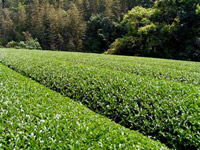 星野村の茶畑